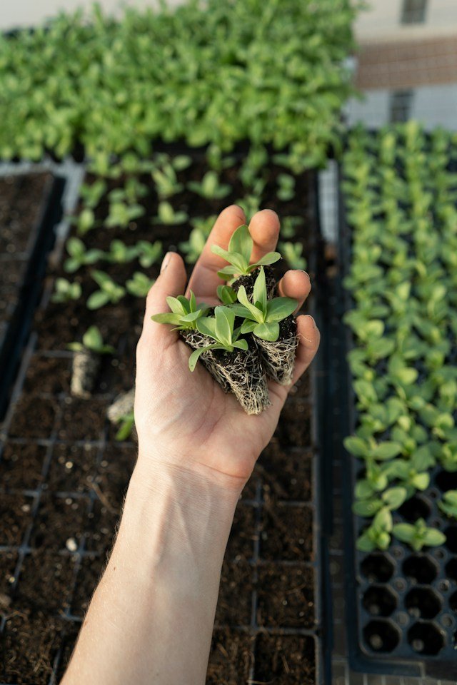 Detalle de un semillero en el cultivo