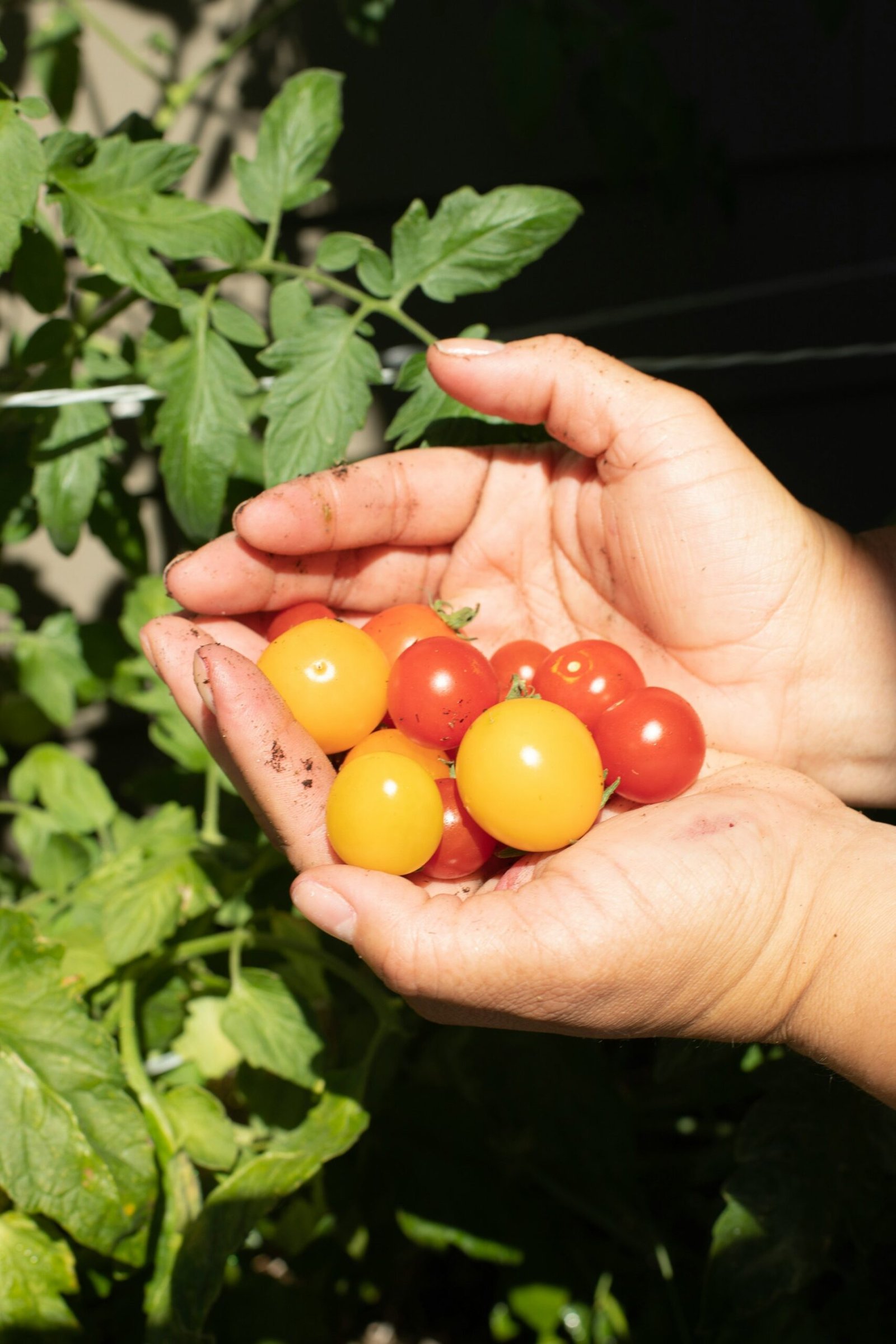 Manos de agricultor con tomates cherry