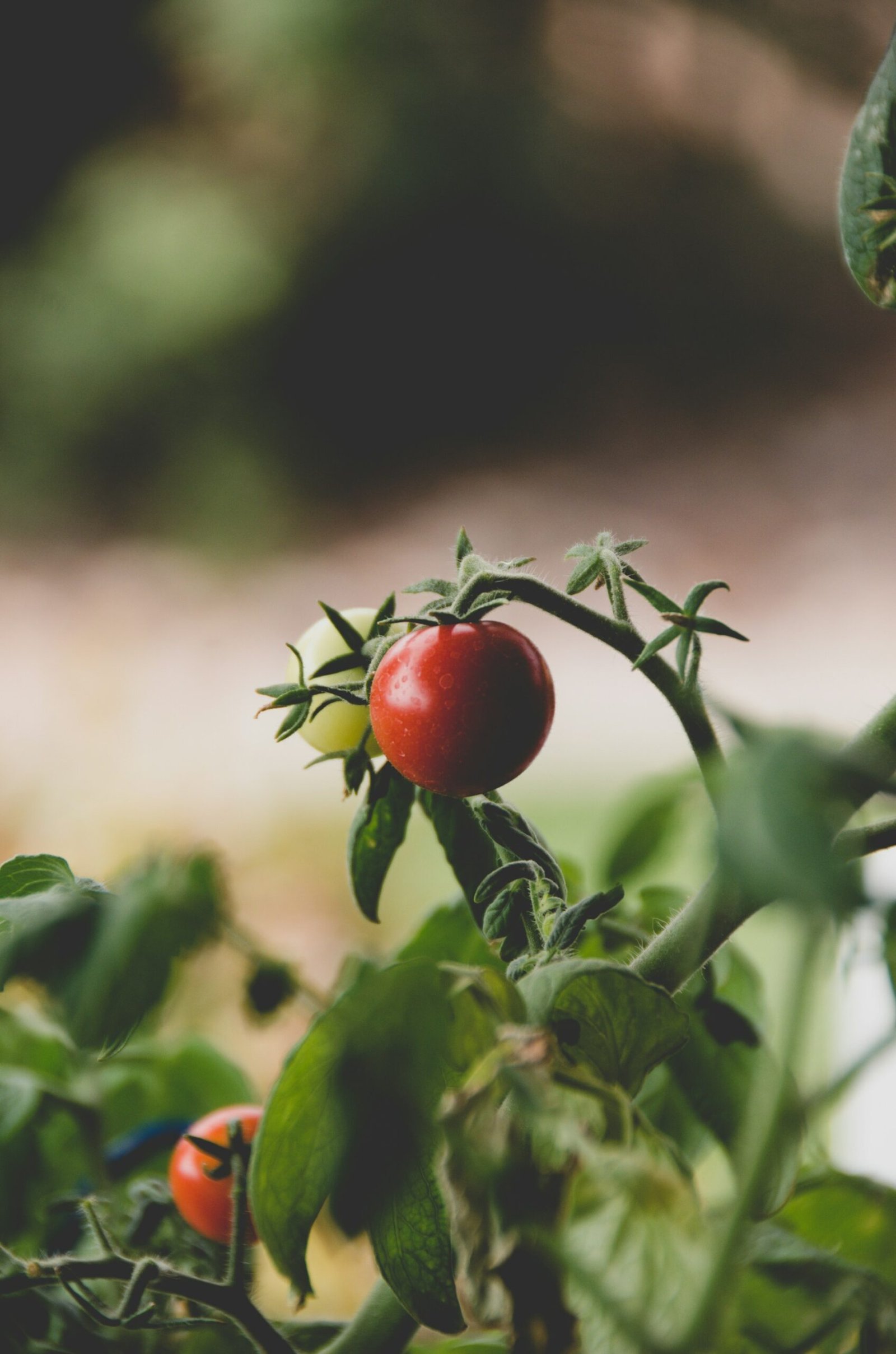 Tomate en la planta